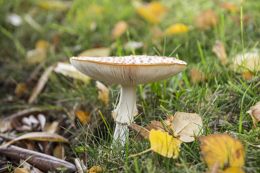 Fly Agaric Mushroom Red Fly Agaric Mushroom Toxic Autumn Spotted