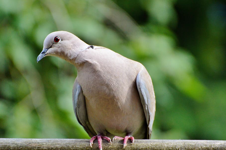 Fotografía de primer plano de la paloma de collar eurasiática paloma