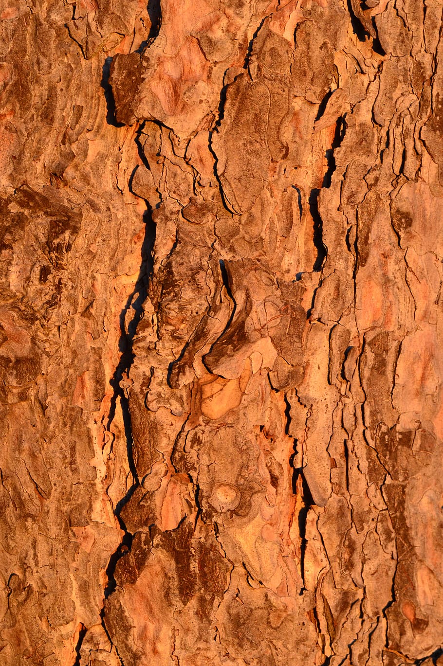 Árbol tronco corteza bosque madera natural planta ambiente al