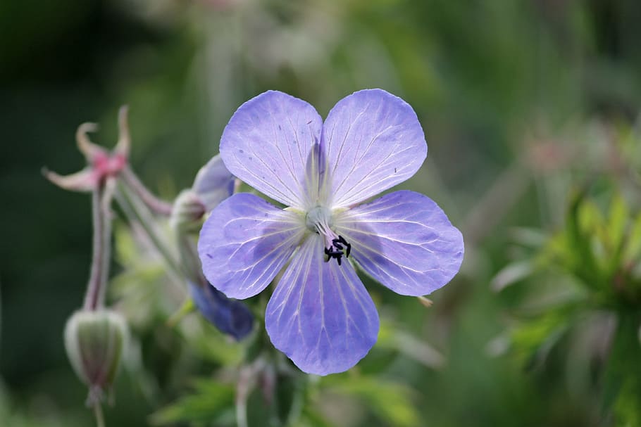 Pradera Grulla Geranio Grulla Invernadero De Geranio Violeta Azul