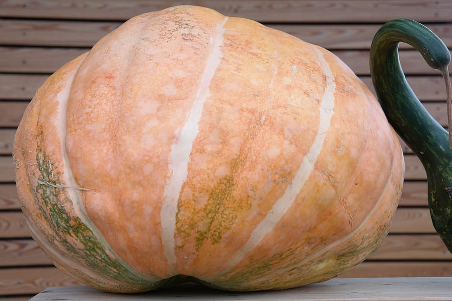 Pumpkin Large About Atlantic Giant S Dill Atlantic Giant