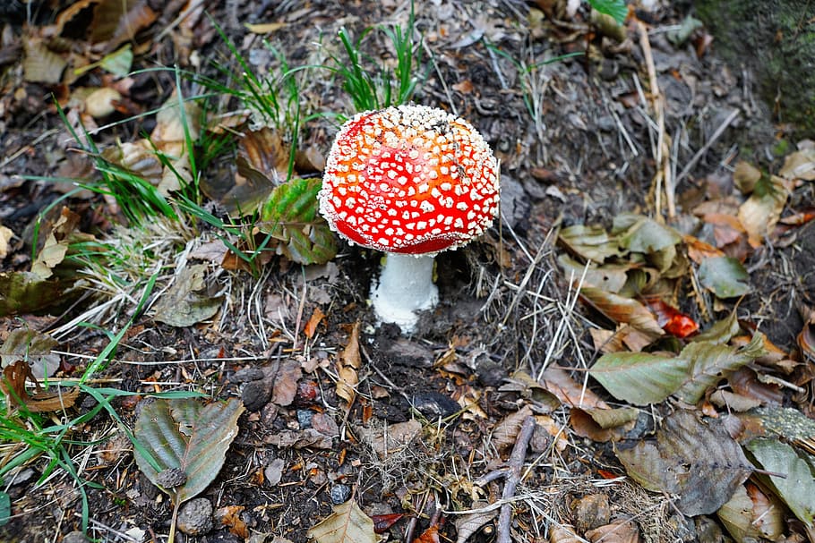 Fly Agaric Gift Toxic Mushroom Red Autumn Forest Nature Red Fly