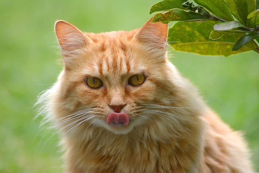 Fotografía de primer plano de gato atigrado naranja gato lengua