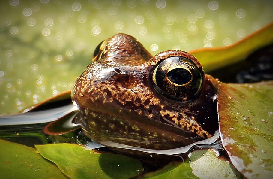 Foto De Primer Plano De Rana Marr N Rana Nen Fares Nuphar Nen Far