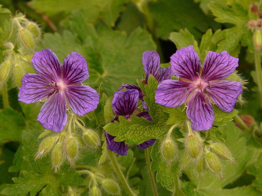 Grand Geranium Cranesbill Flor Flor Bloom Planta Violeta Azul