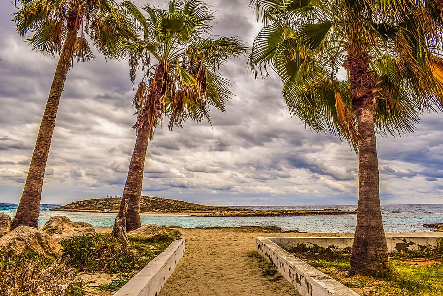 Three Palm Trees Near Body Of Water Cyprus Ayia Napa Nissi Beach