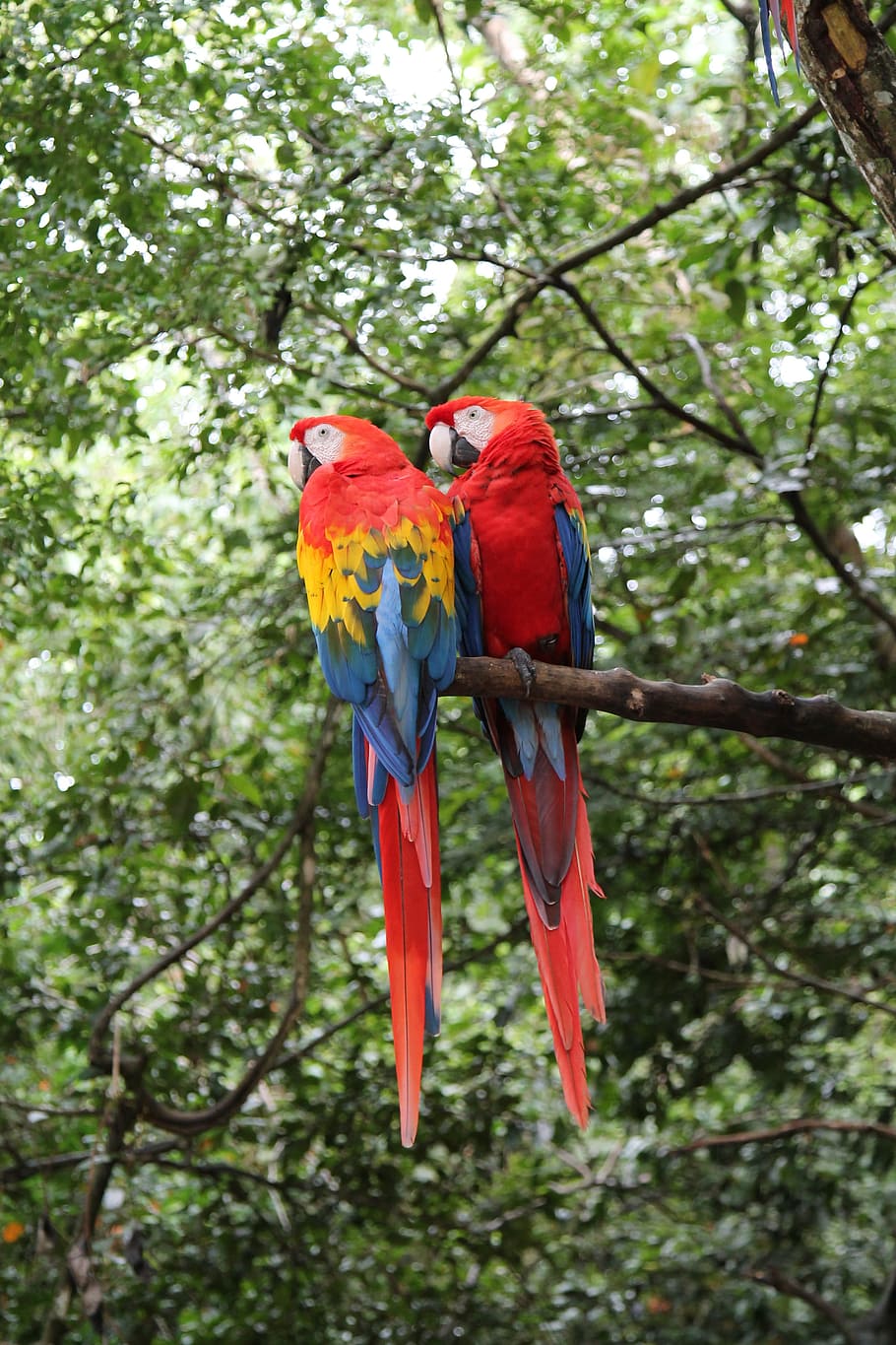 dos loros rojos y azules encaramados en el tronco del árbol durante el