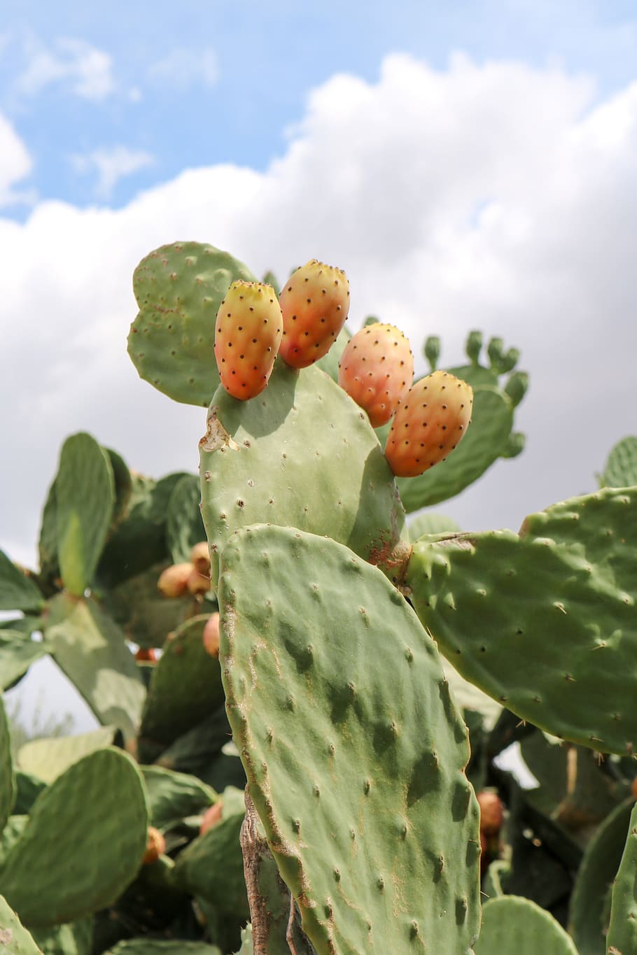 Prickly Pear Opuntia Ficus Indica Cactus Prickly Mediterranean