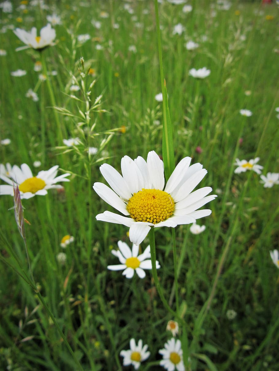 Chamomile Wild Flower Blossom Bloom Wild Flower Flower Meadow