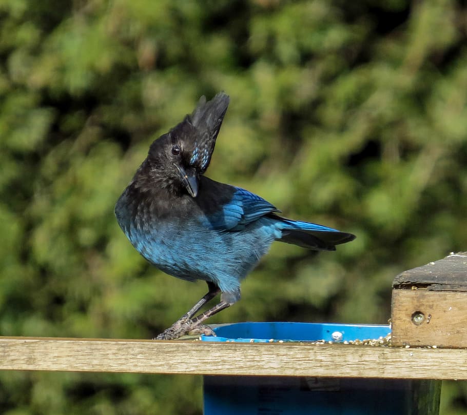 นกหงอนสีน้ำเงินและสีดำยืนอยู่บนแผ่นไม้เจย์สเตลเลอร์นกเจย์สัตว์ป่าขนสีฟ้าหงอนไซยาโนซิตตาสเตลเลอรี, วอลล์เปเปอร์ HD