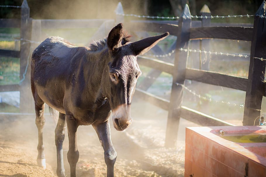 ลาเศร้าสัตว์ฟาร์มธรรมชาติม้า burro ล่อชนบทแปลกใหม่สิ่งมีชีวิตเกษตรกรรมหญ้าประเทศ, วอลล์เปเปอร์ HD