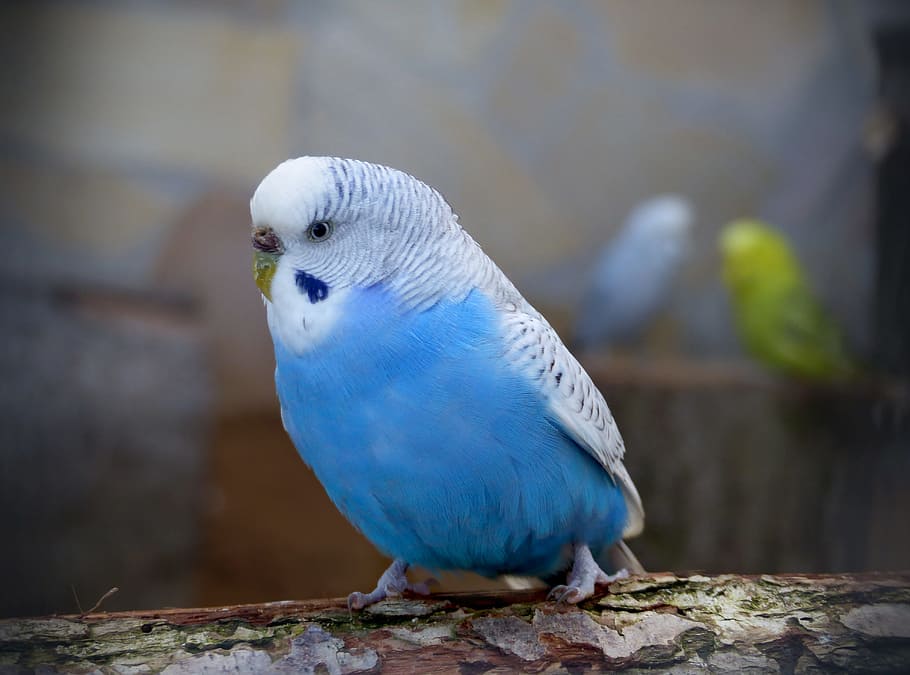 Bird, animal world, animals, nature, feather, budgie, close, birds ...