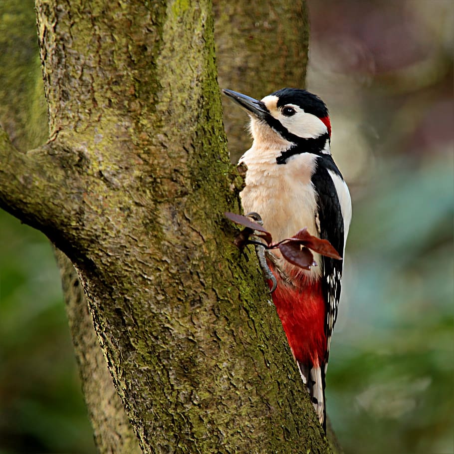 White and black bird on brown tree during daytime, animal, bird, great ...