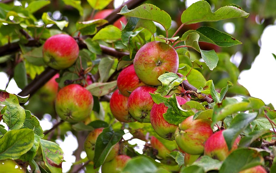 red apples, apple, apple tree, harvest, pome fruit, fruit, autumn, red, fruits, ripe, nature, vitamins, fruit tree, healthy, garden, delicious, frisch, branch, food, most, kernobstgewaechs, september, leaves, cottage garden, nutrients, tree, apple orchard, bless you, orchard, ungeerntet, yield, many, eat, sour, HD wallpaper