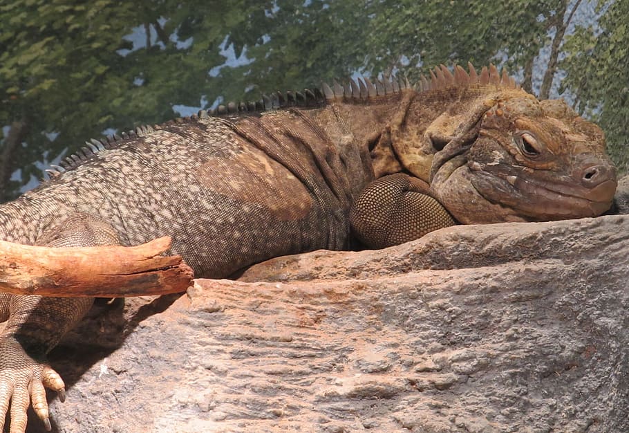 iguana jamaicana, espinosa, con cola, reptil, roca, lagarto, salvaje ...