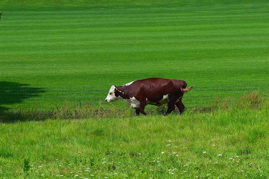 Cow, animal, cute, walking, green, pasture, domestic, mammal, farm ...