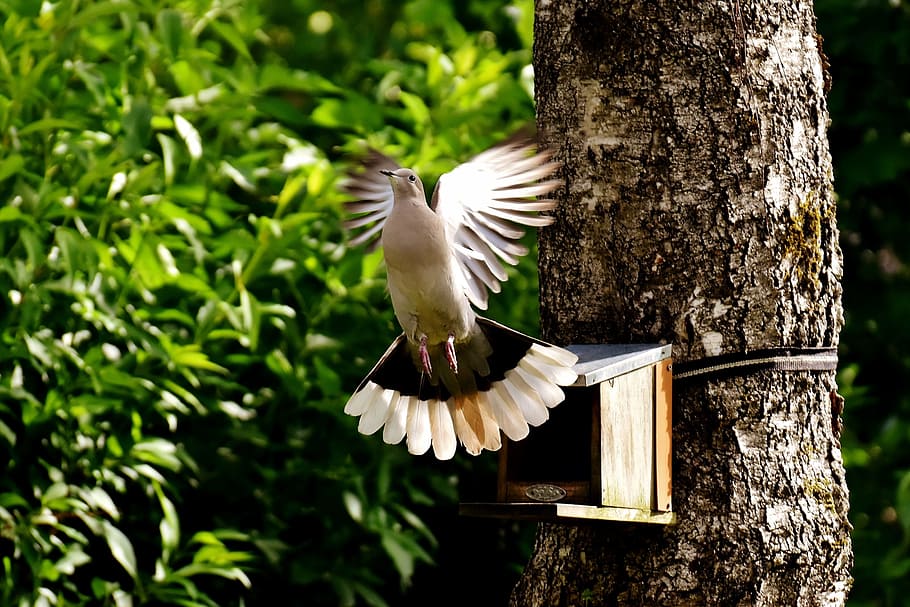 Paloma marrón y blanca volando cerca de la casa para pájaros de madera ...