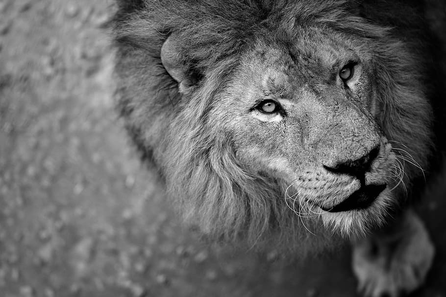 Gray scale lion, lion, wild nature, ferocious, animal, wild beast, king ...