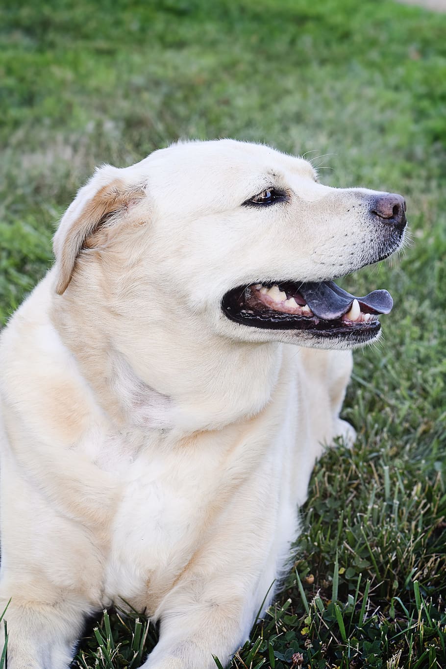 Dog, labrador, chow, pet, retriever, animal, cute, happy, golden