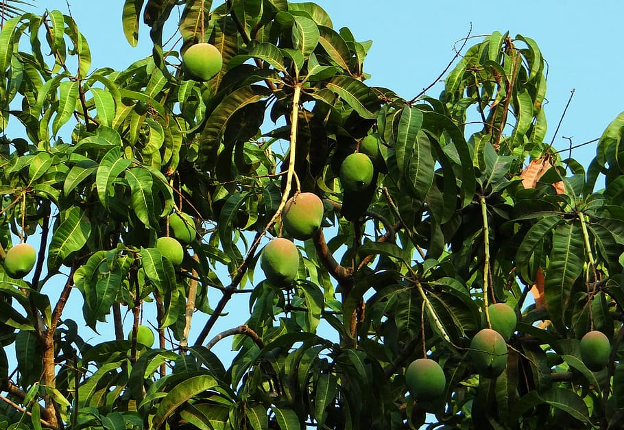 árbol De Mango Bajo Cielo Azul Claro árbol De Mango Mango Manera Indica Fondo De Pantalla 1328