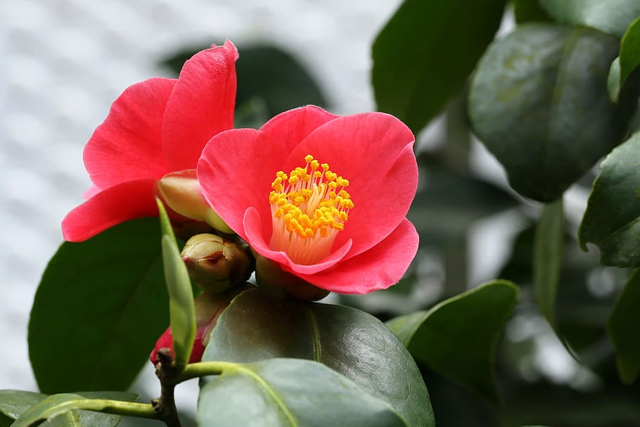 การถ่ายภาพโฟกัสตื้นของดอกไม้สีชมพูดอกไม้ดอกคามิเลียราเจคเจสเทรบี, วอลล์เปเปอร์ HD