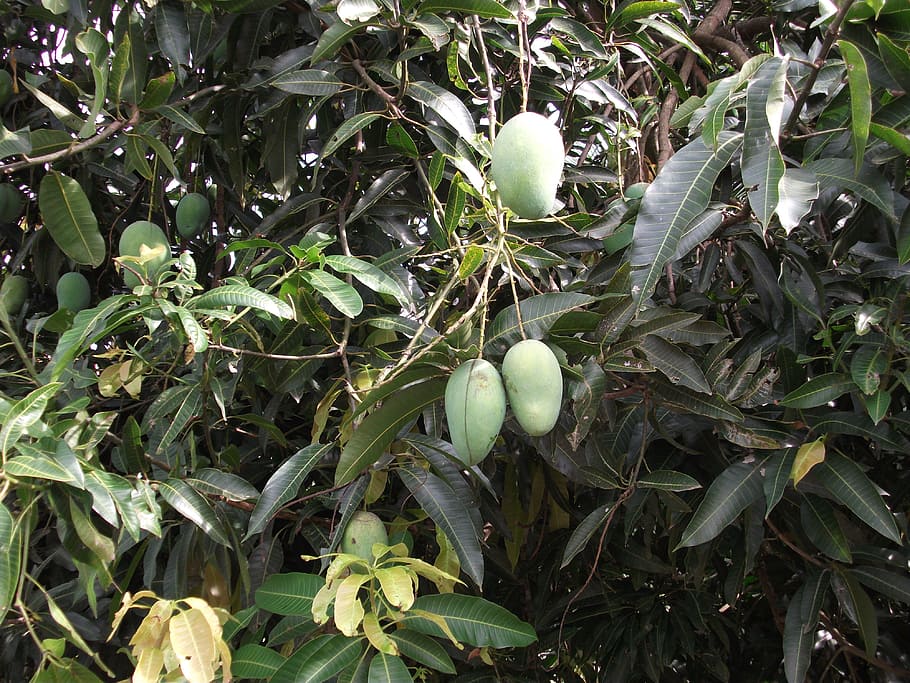 The Mango Tree, Held At The Four Seasons, Yet The Blue Mango, Garden 