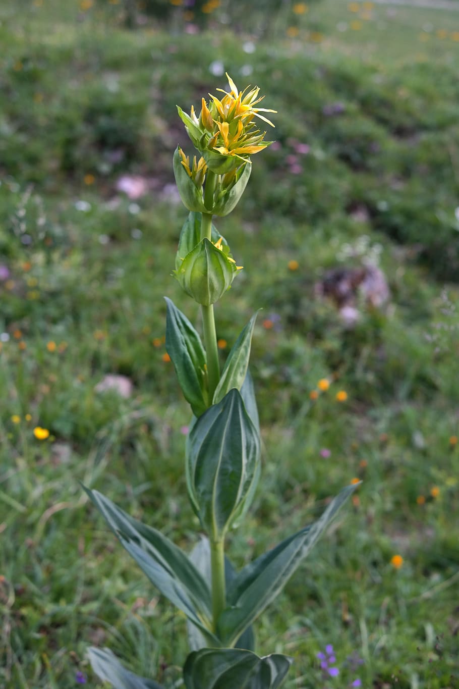 Yellow gentian, blossom, bloom, flower, yellow, alpine flower, alpine ...