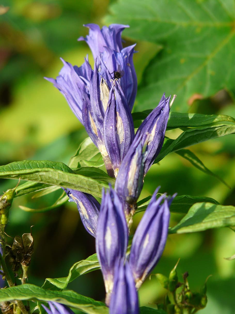 Pink willow gentian, gentian, alpine flower, alpine plant, gentiana ...