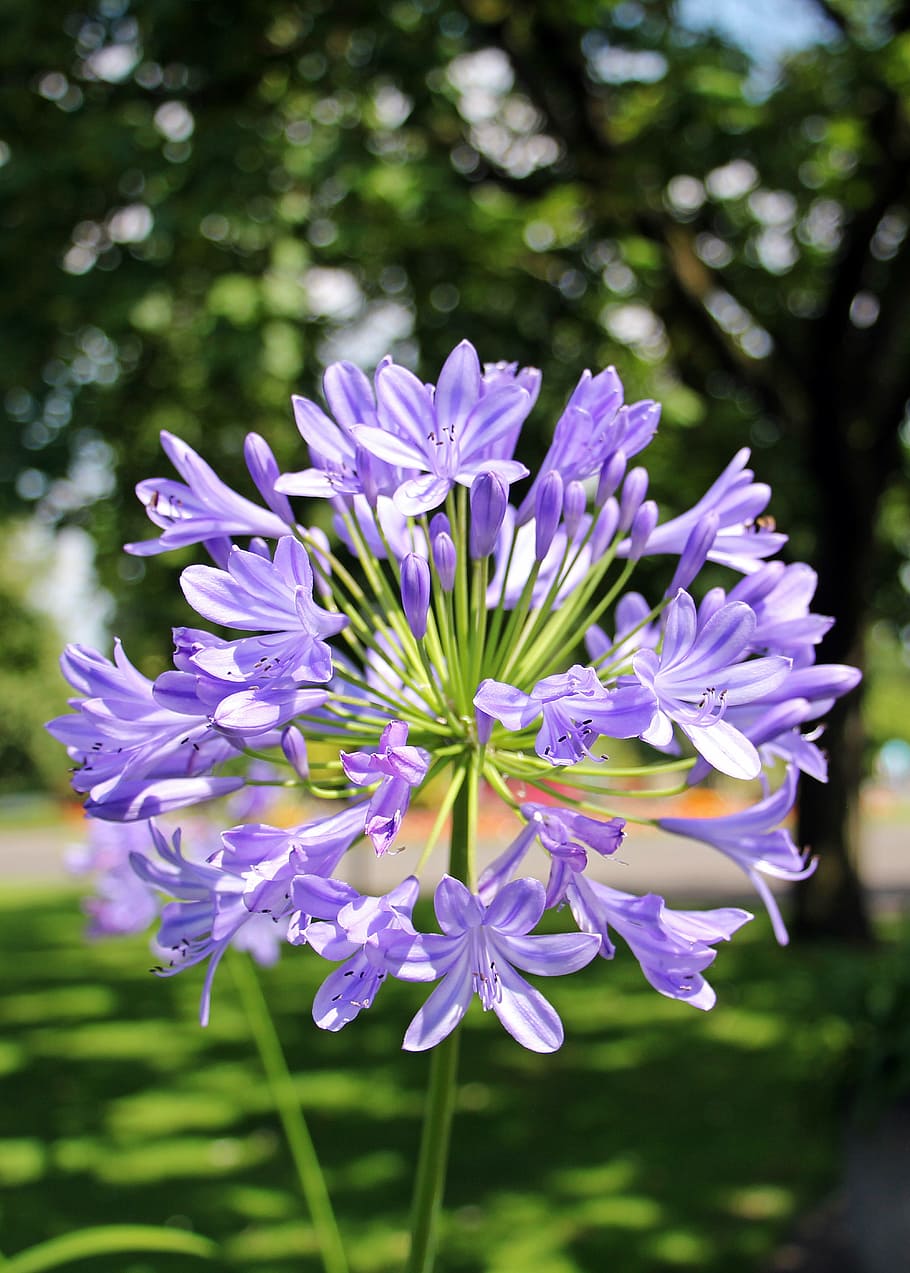 shallow focus photography of purple lily of the Nile flower, agapanthus, love flower, flower, blue, jewelry lilies greenhouse, lily, violet, flora, asparagus-like, amaryllis plant, flowers, tree, incidence of light, plant, summer, purple jewelry lily, love purple flower, blue jewelry lily, blue love flower, green, asparagales, inflorescence, HD wallpaper