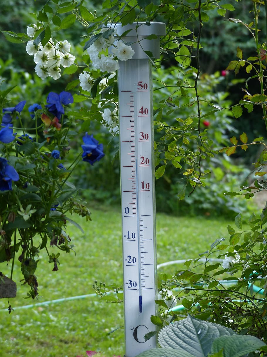 thermometer, degree, temperature, aussentempteratur, air temperature, scale, measure, degrees celsius, garden, flowers, weather, HD wallpaper