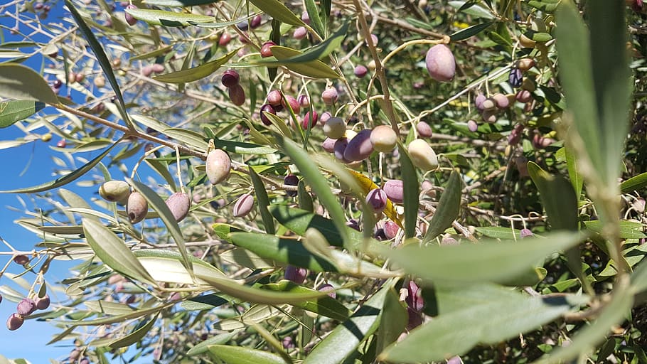 Aceitunas, Extremadura, España, naturaleza, Cáceres, cultivo, árboles