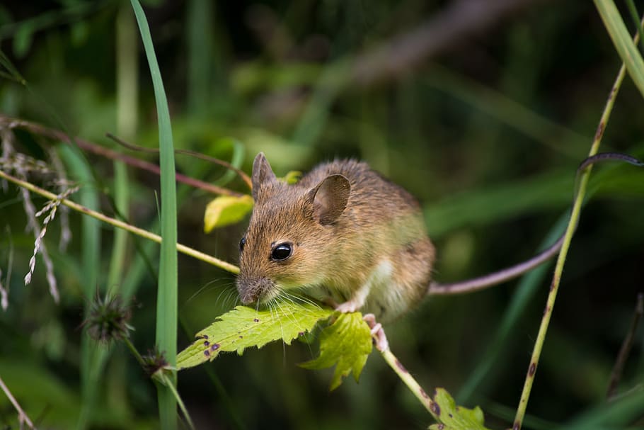 wildlife photography of rodent on green leaf, mouse, close, fur, nager, mice, rodents, button eyes, furry, sweet, curious, brown mouse, animal, wildlife photography, animal world, HD wallpaper