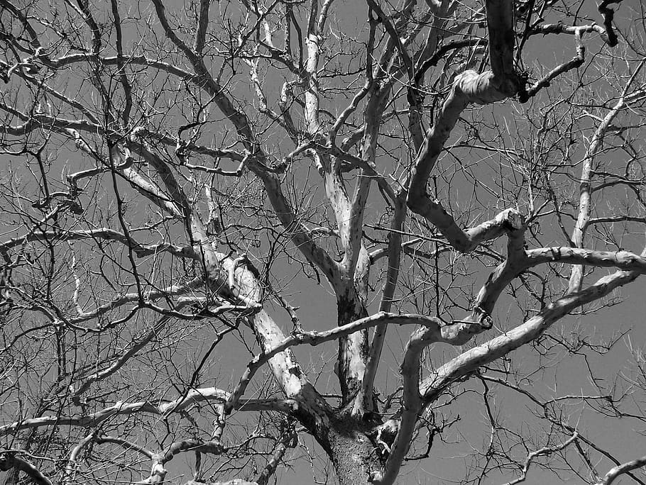 Tree, dead, gnarled, limbs, branches, winter, HD wallpaper ...