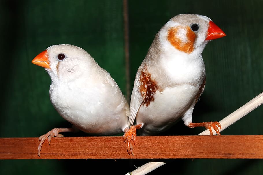 นกสีขาวสองตัว, นก, ม้าลายฟินช์, นกกระจอก, คู่, ชาย, หญิง, ขาว, aves, นก, สัตว์ป่า, avifauna, วอลล์เปเปอร์ HD