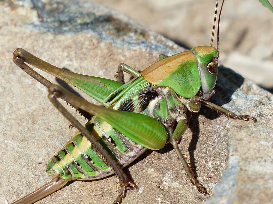 Macro photography of green and brown grasshopper, grasshopper, green ...