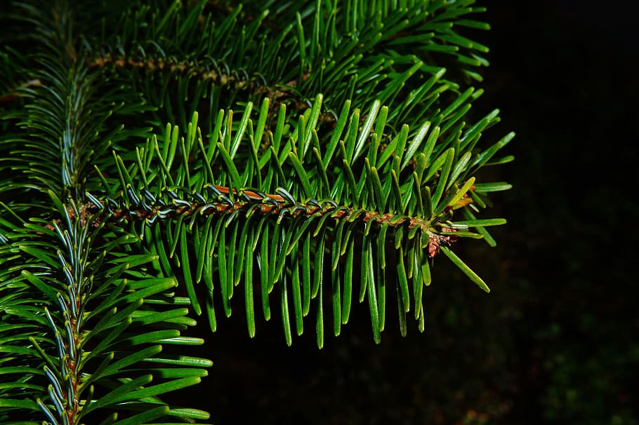 Fir, pine needles, periwinkle, winter, tannenzweig, branch, nature ...