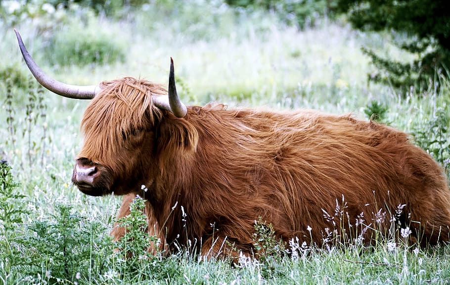 photo of brown yak on grass, desirable, scottish hochlandrind, animal, highland beef, nature, long haired, highlands, horns, in the, pasture, highland-rinder, shaggy, livestock, highlander, close, scottish highland cow, portrait, brown, cattle, fur, HD wallpaper