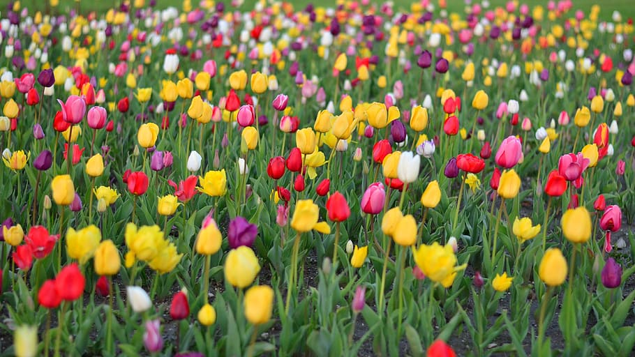 Tulips, Vivid Color, Nature, Turkey, red, spring, plant, flower ...