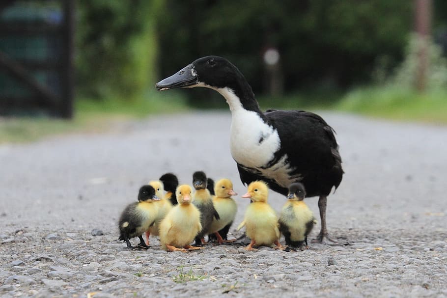 Duck and ducklings on grey asphalt road, Duck, Animal, Runner, duckling