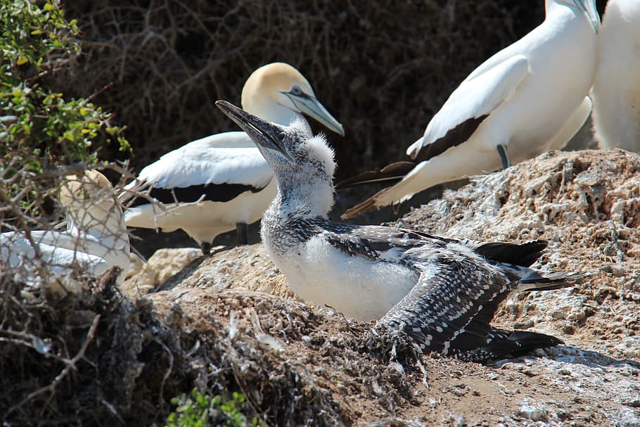 Boobies, birds, sulidae, sea birds, pelecaniformes, new zealand, cape ...