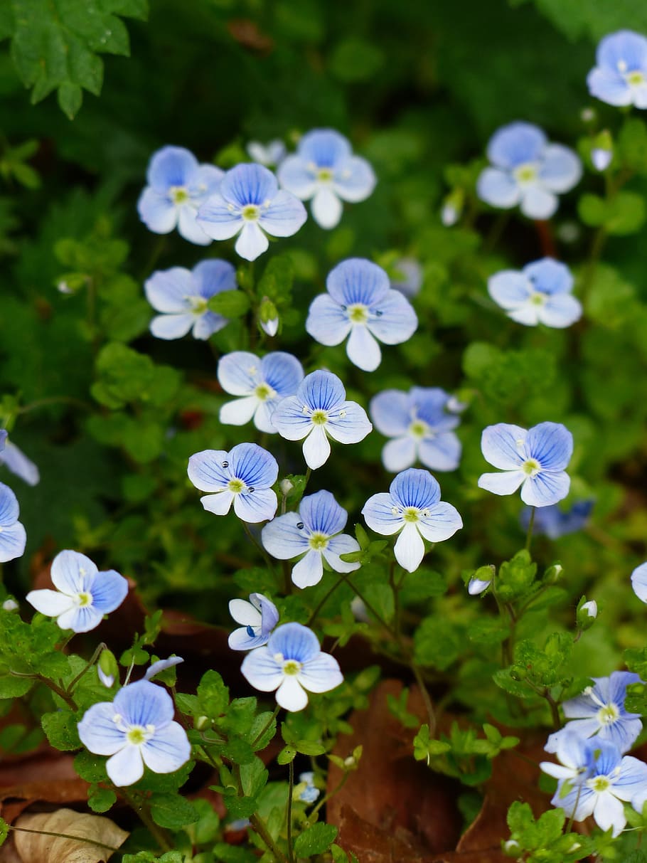 chamaedrys, flor, flor, flor, azul, blanco, azul claro, veronica  chamaedrys, Fondo de pantalla HD | Wallpaperbetter