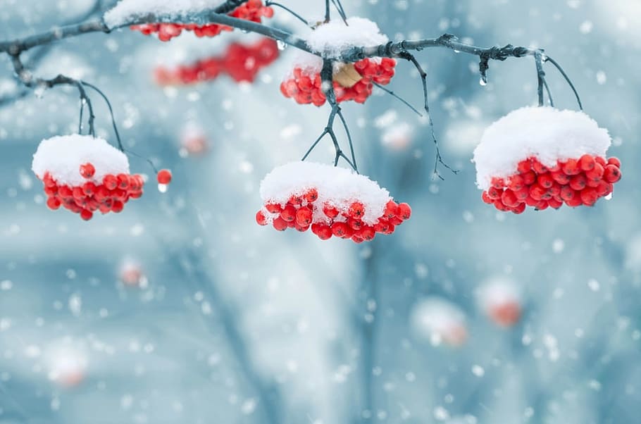 ภาพระยะใกล้โฟกัสของผลเบอร์รี่สีแดงที่ปกคลุมไปด้วยหิมะบนกิ่งไม้ในช่วงฤดูหนาวฤดูใบไม้ร่วง, ใกล้ชิด, โฟกัส, ภาพถ่าย, หิมะ, ปกคลุม, สีแดง, ผลเบอร์รี่, กิ่งไม้, ฤดูใบไม้ร่วง, ฤดูหนาว, หิมะบนผลเบอร์รี่, ฤดูหนาว, ภูมิประเทศ, ปลูก, สภาพอากาศ , ธรรมชาติ, เติบโต, ขาว, มาโคร, หิมะตก, แขวน, อุณหภูมิเย็น, เกล็ดหิมะ, คริสต์มาส, วอลล์เปเปอร์ HD