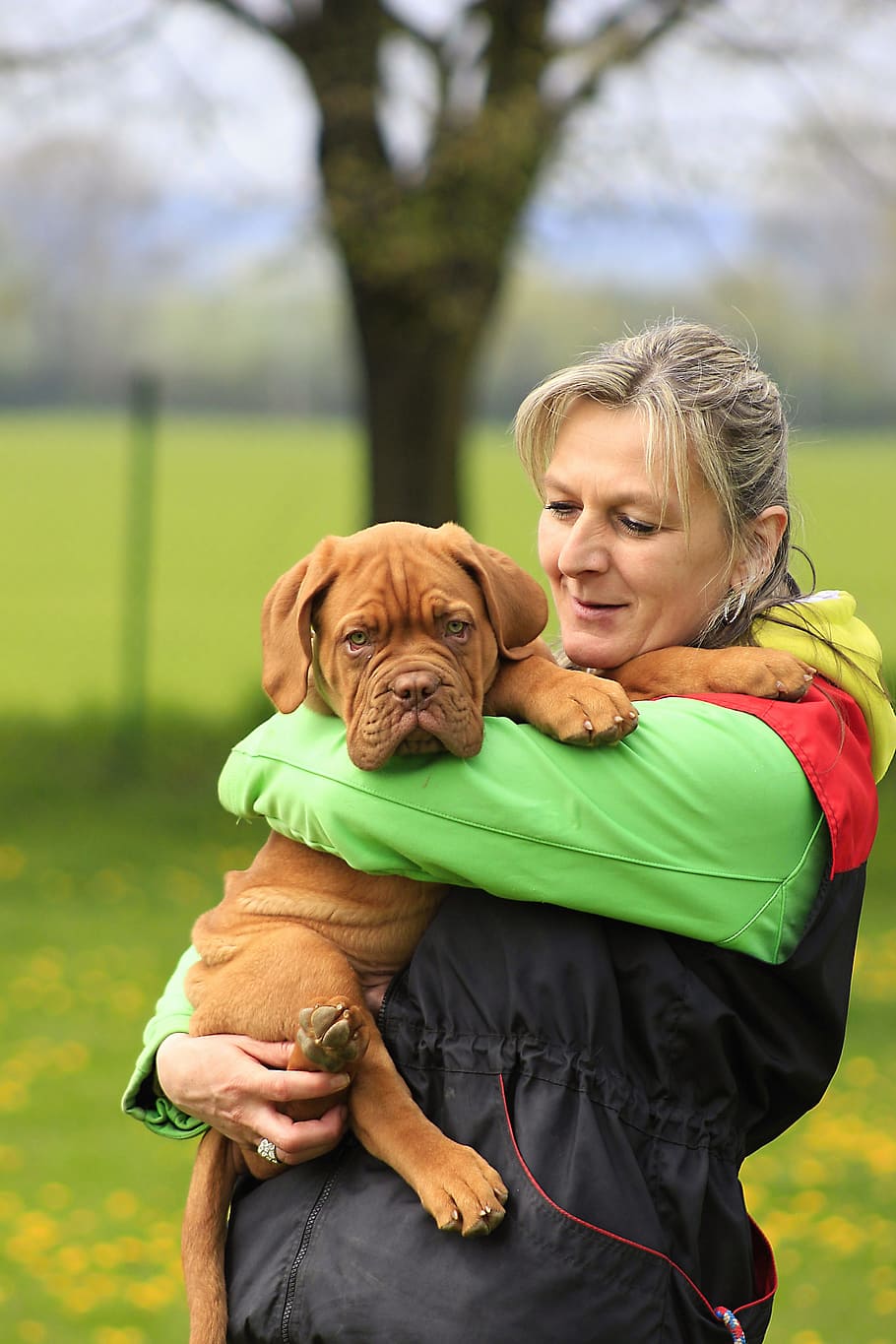 woman carrying mahogany French mastiff puppy, bordeaux, dog, dogue, mastiff, de, french, sunny, brown, summer, animal, pet, canine, nature, grass, outdoors, purebred, young, funny, puppy, mammal, breed, head, cute, park, HD wallpaper