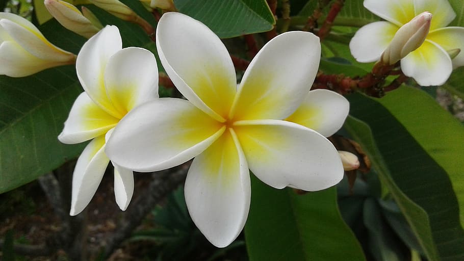 Selective focus photography of white-and-yellow plumerias, flower ...