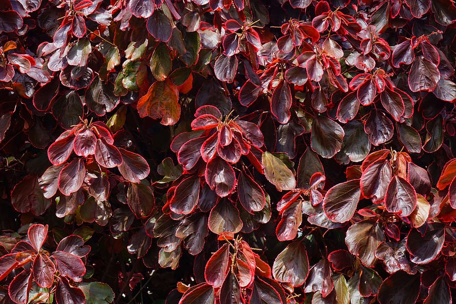 Bush, leaves, red, wine red, reddish, acalypha wilkesiana, buntlaubig ...