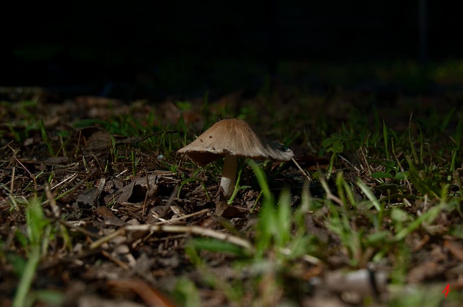 Hongos, hongos, naturaleza, otoño, alimentos, hongos, marrón, planta