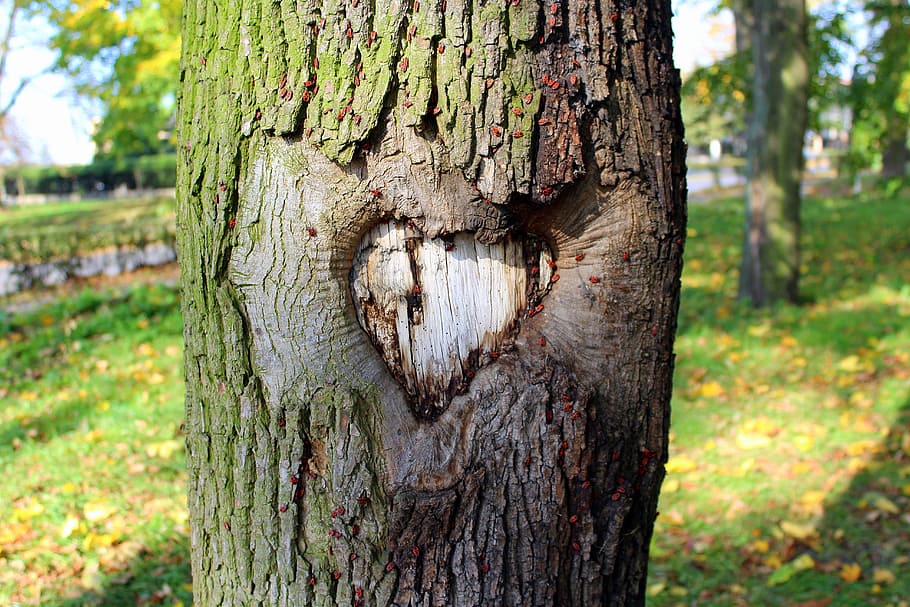 หัวใจต้นไม้ธีมธรรมชาติ, วอลล์เปเปอร์ HD