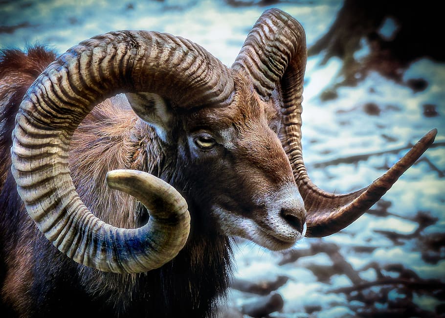 brown ram goat, mammal, nature, animal world, animal, mouflon, wild sheep, wild, HD wallpaper