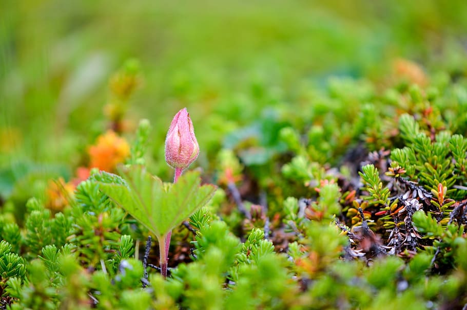 cloudberry-polish-suomuurain-cloudberry-bush-produces-tussock