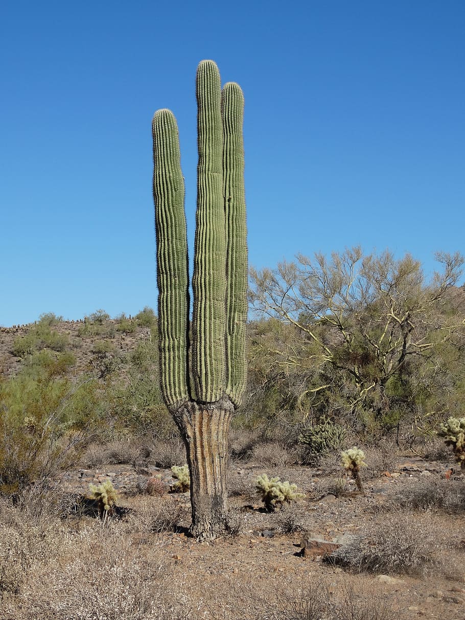 Saguaro, desert, sonoran, arizona, cactus, southwest, arid, phoenix, HD ...